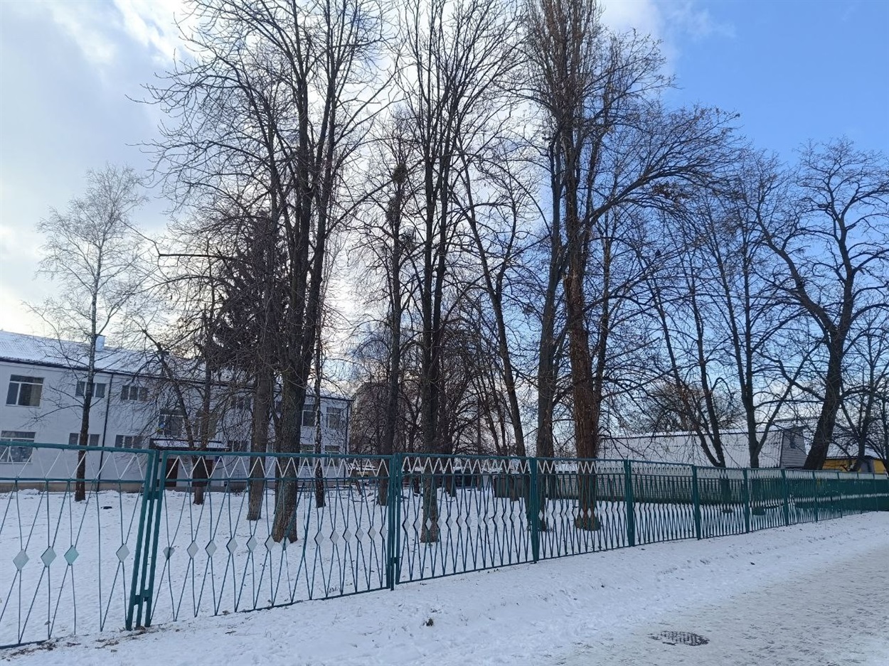 Біля дитсадка не всі дерева безпечні 