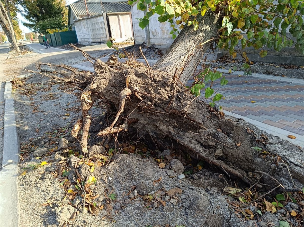 Ділянка тротуару на вул. Шевченка в Переяславі, збудованого восени 2023 р. Заради нього постраждали  дерева, які там росли, будівельтники підрізали їм коріння. 
