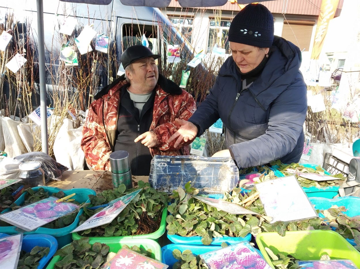 Юра і Люба продають полуницю