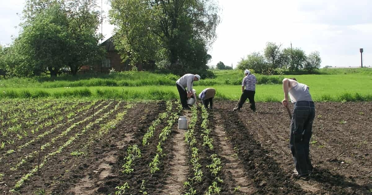 коли висаджувати розсаду