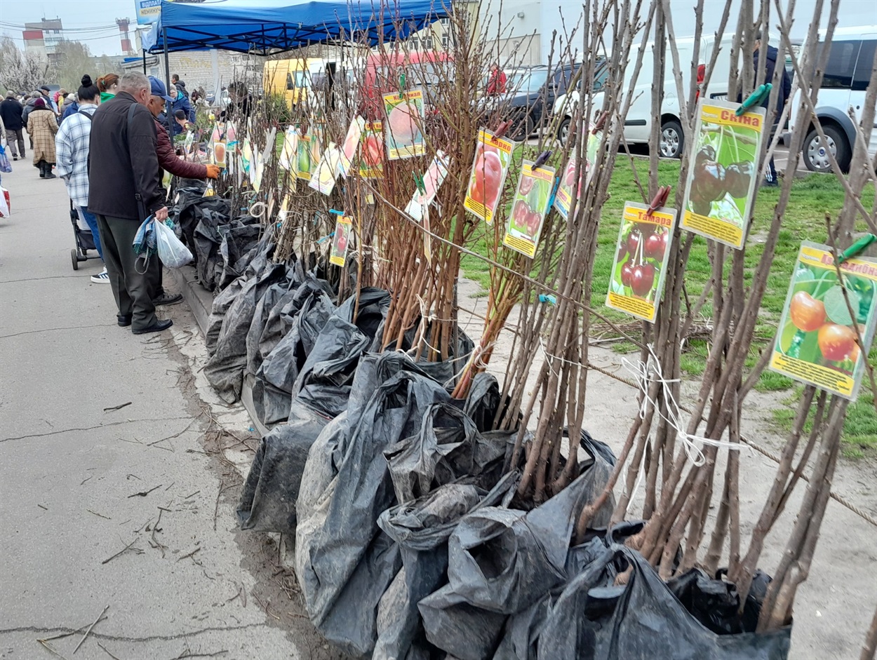 Дерева садити ще не пізно, вибір саджанців – величезний 