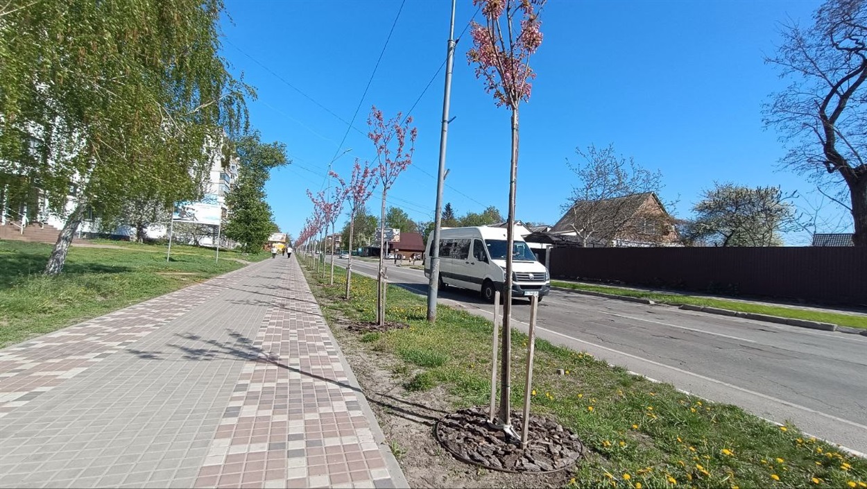 Алея сакур у Пересялаві на вул. Б.Хмельницького. Квітень  2024 р.