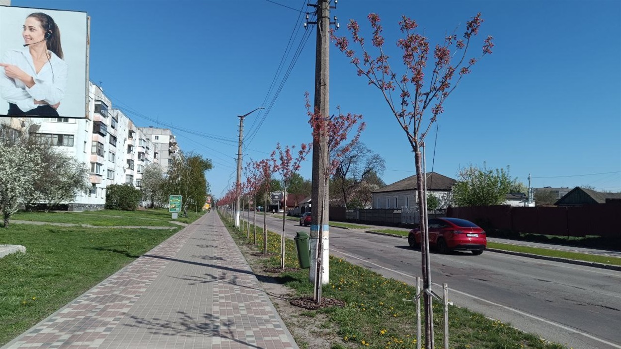 Алея сакур у Пересялаві на вул. Б.Хмельницького. Квітень  2024 р.