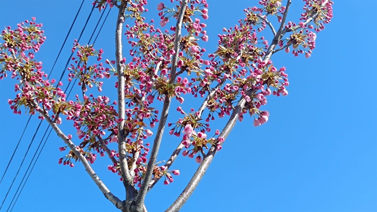 Сакура у Пересялаві на вул. Б.Хмельницького. 12 квітня  2024 р.