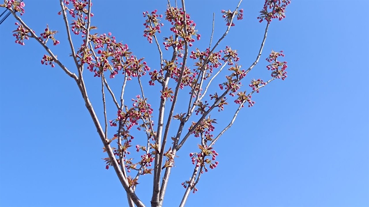 Сакура у Пересялаві на вул. Б.Хмельницького. 12 квітня  2024 р.