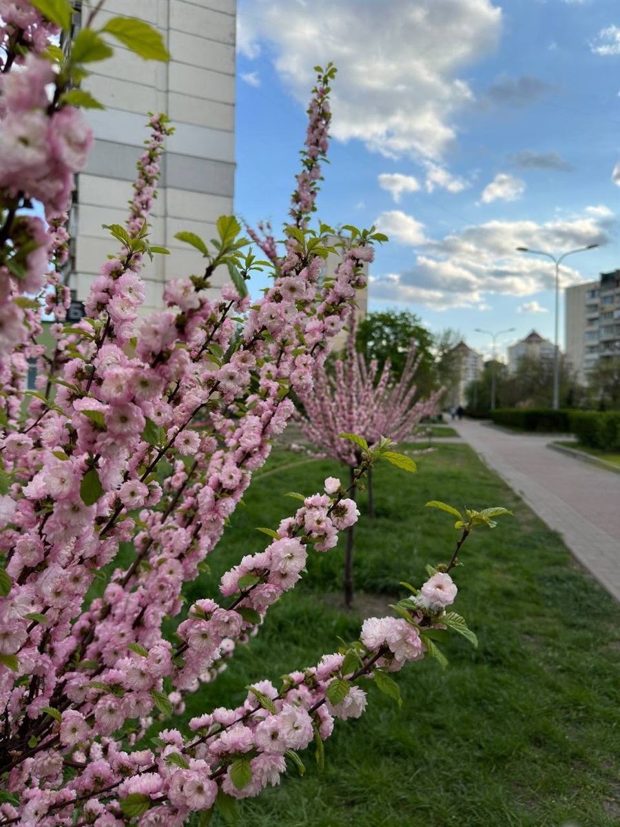 У Києві посетри сакур, які в нас називають "розанчиками" –  розквітли на декілька днів раніше 