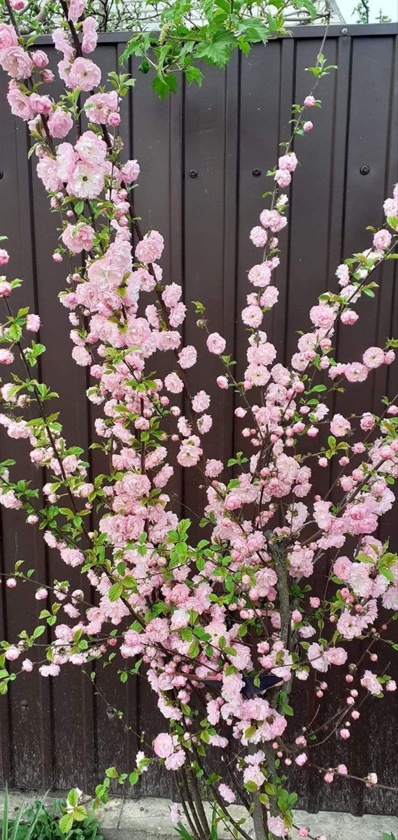 ...та сьогодні "розанчиками" милуються вже і переяславці 