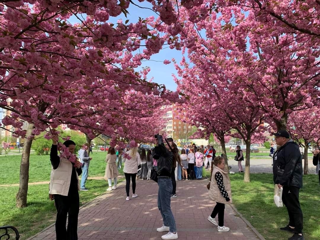 Алея сакур у парку Сихів у Львові.