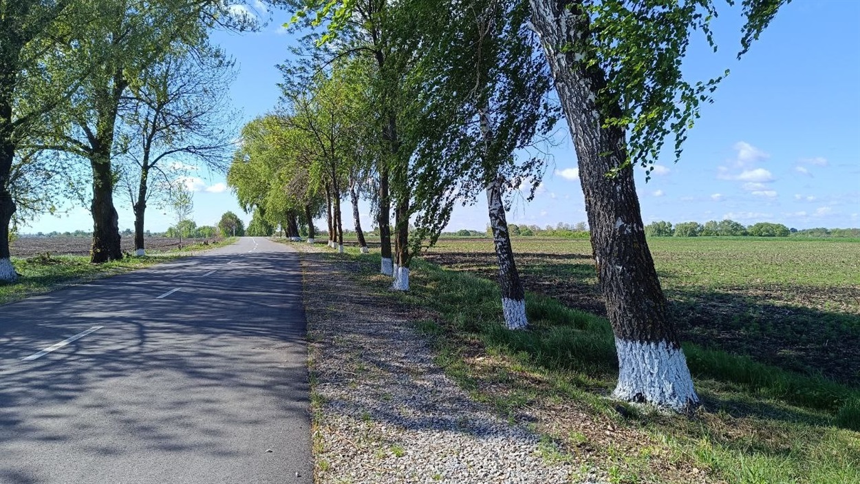 Побілені берези серед поля мають красивіший вигляд ніж природні?