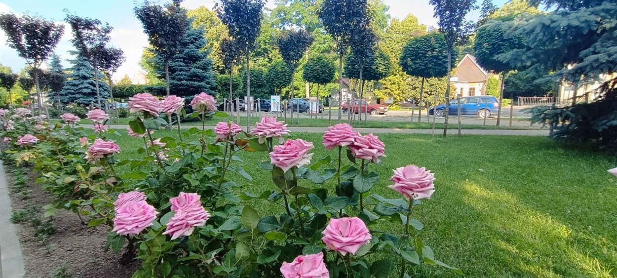 Кущі троянд біля фабрики в Переяславі теж крали непорядні містяни  