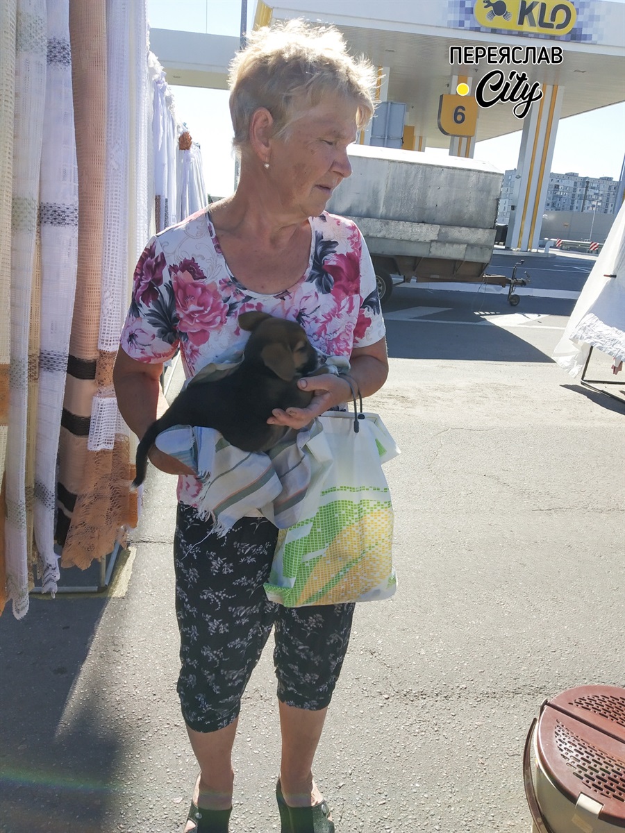 Цуценят віддавали у добрі руки