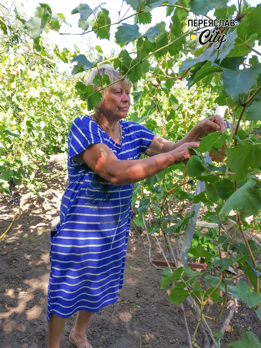 Ранок починається із відвідинами виноградника