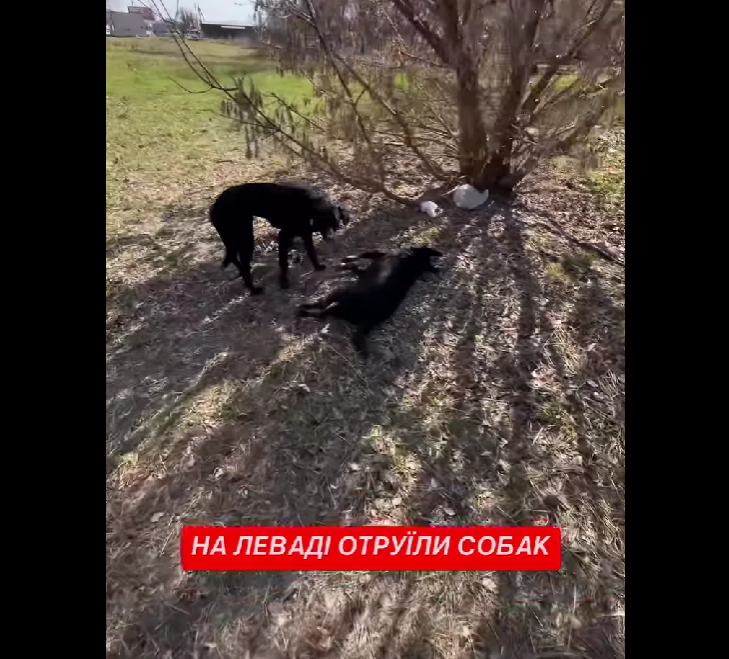Скріншот з відео, яке зняла Яна Зубер