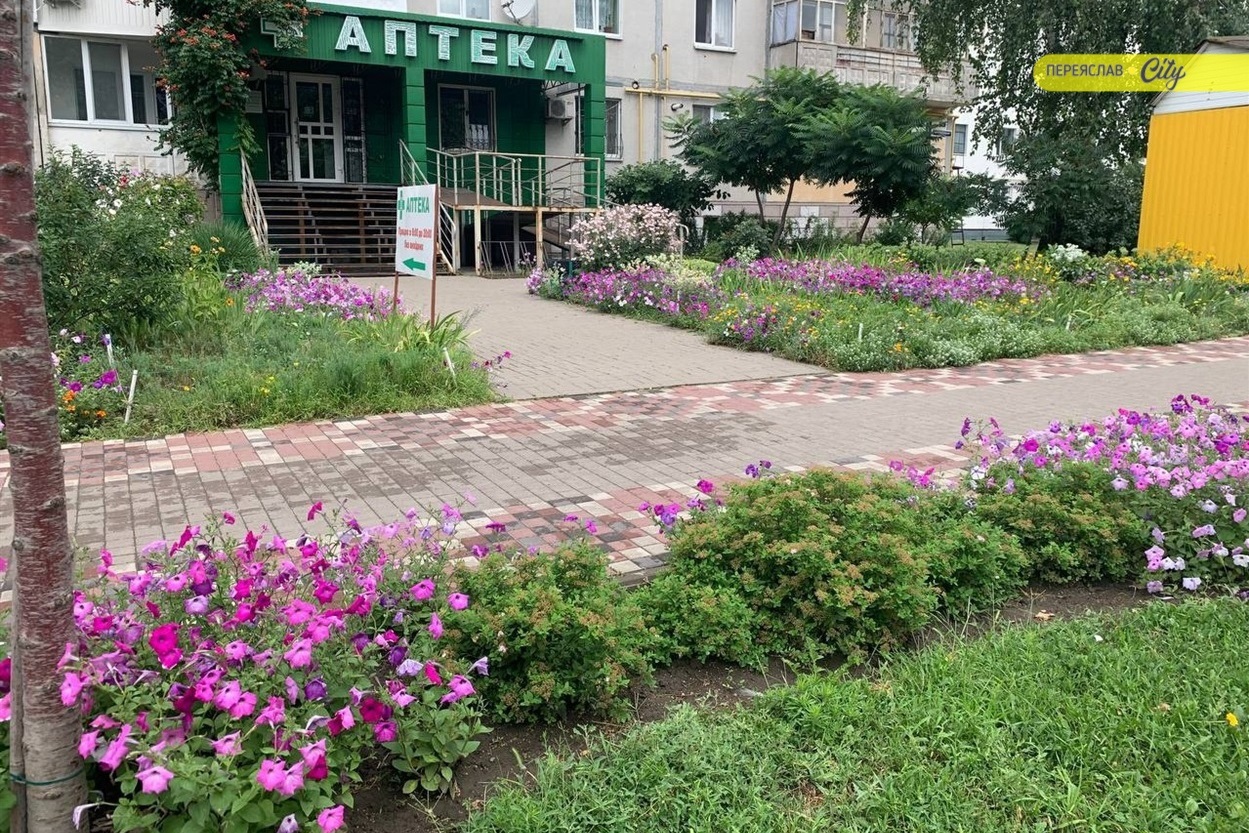 Працівниця аптеки насадила петуній і обабіч тротуару, під сакурами, які висадили комунальники міста. 
