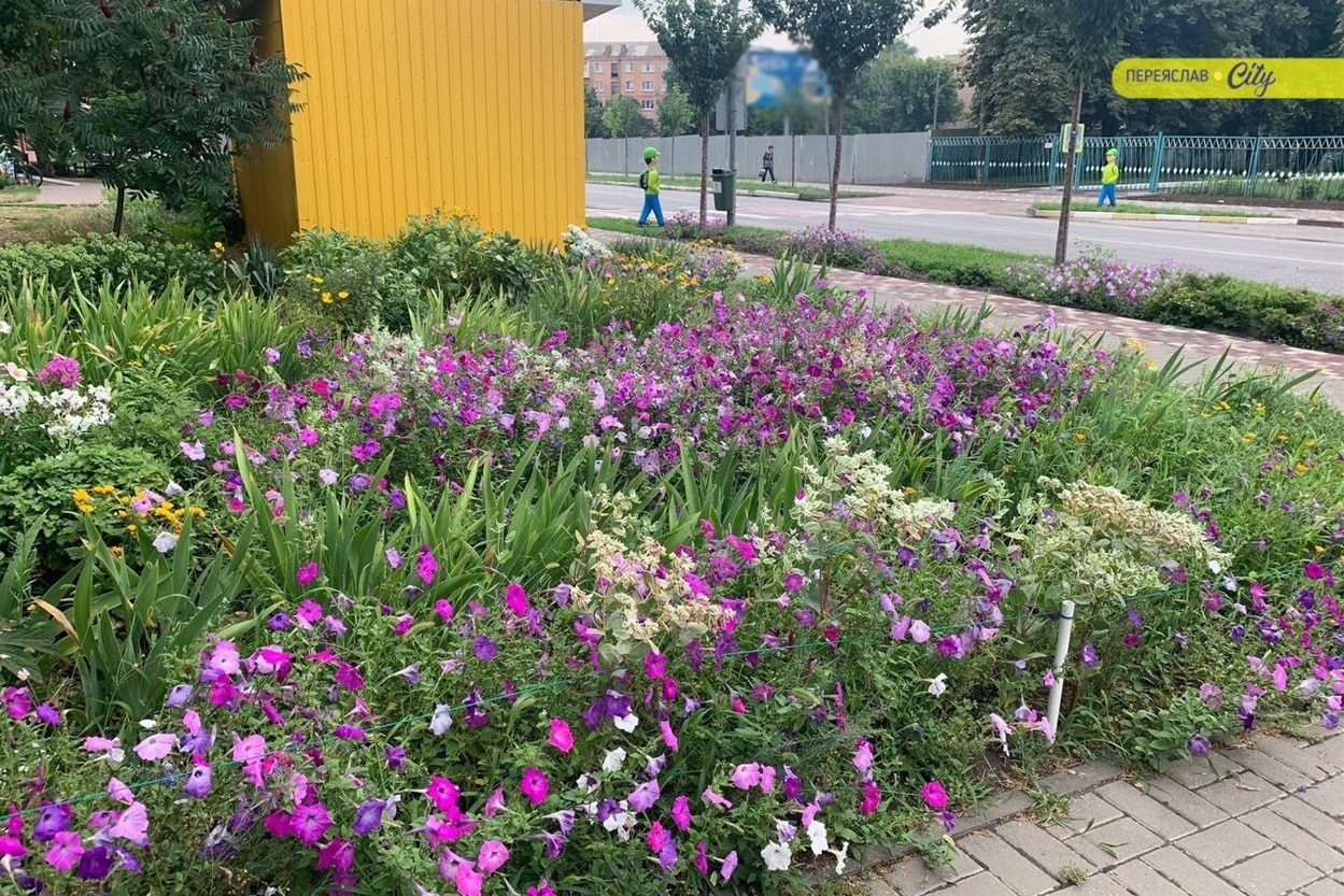 Клумби біля приватної аптеки на вулиці Б.Хмельницького у Переяславі тішать око всіх перехожих  