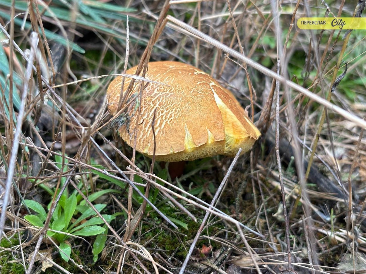 Польський гриб