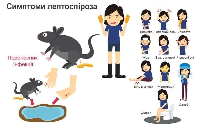 симптоми лептоспірозу