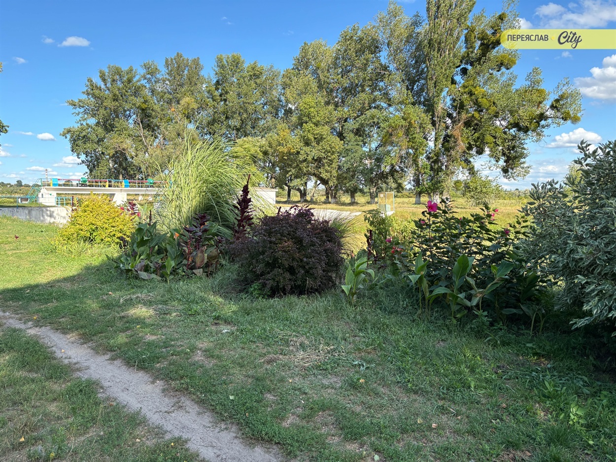 Замість сміття барбариси і кани на березі Трубежа
