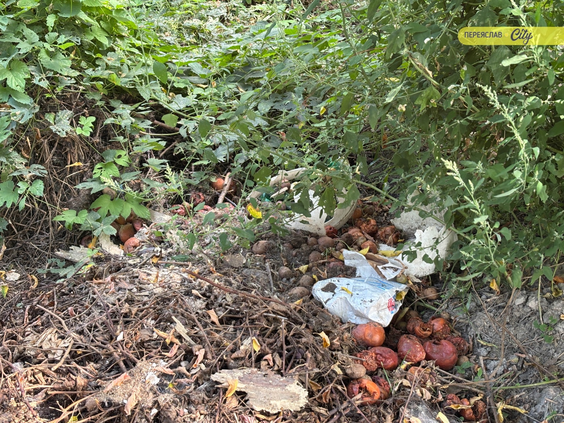Замість купи сміття барбариси і кани: як пенсіонер облаштовує занедбаний берег річки у Переяславі