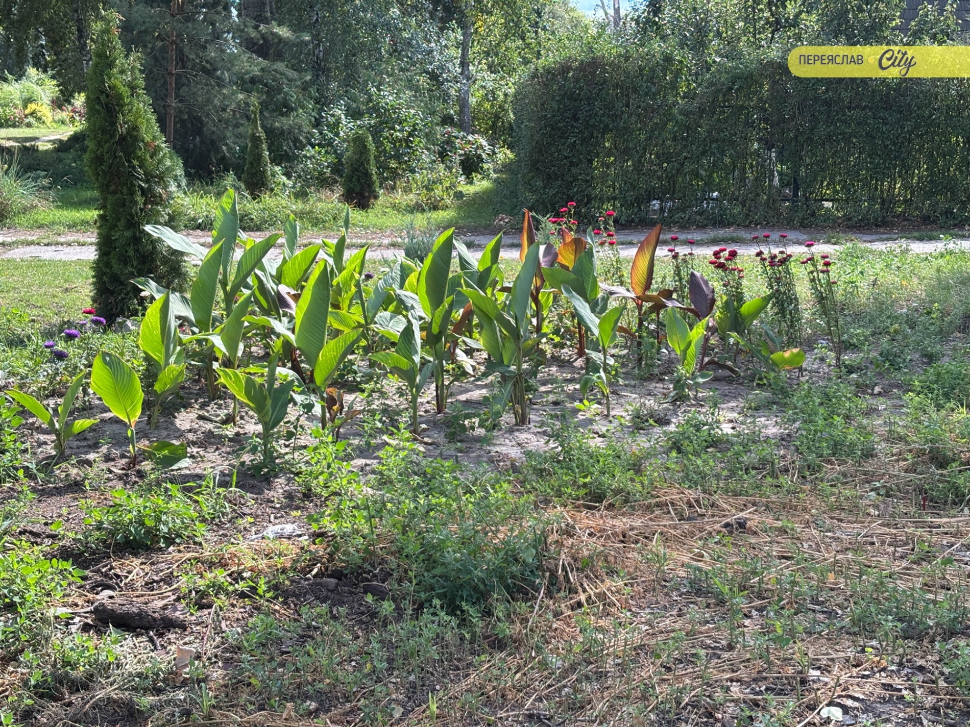Замість купи сміття барбариси і кани: як пенсіонер облаштовує занедбаний берег річки у Переяславі