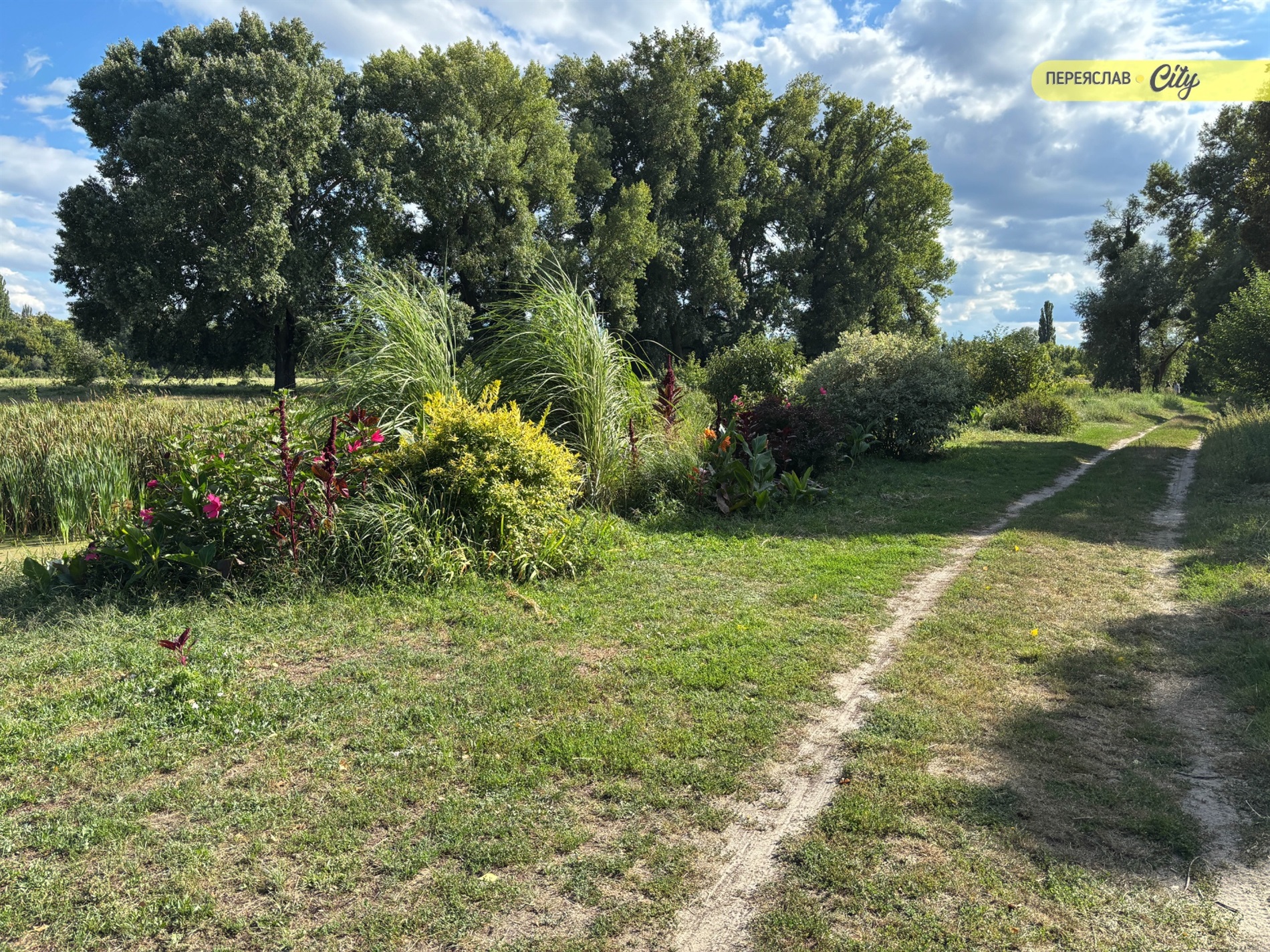 Замість купи сміття барбариси і кани: як пенсіонер облаштовує занедбаний берег річки у Переяславі
