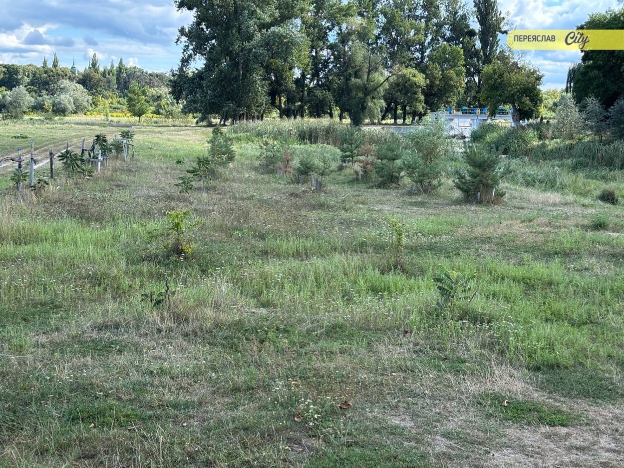 Замість сміття барбариси і кани на березі Трубежа 