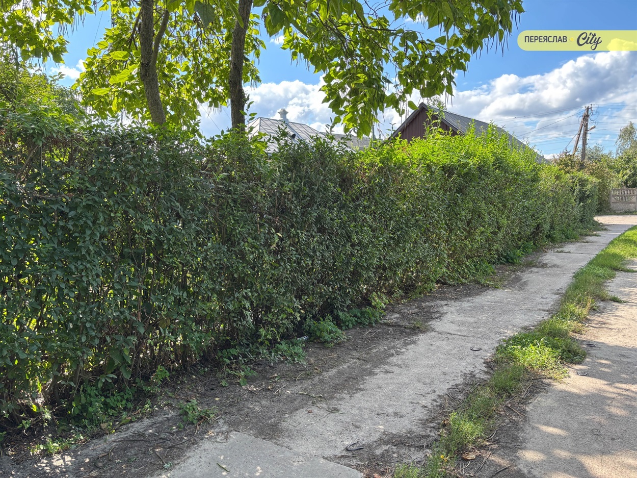 Замість сміття барбариси і кани на березі Трубежа 