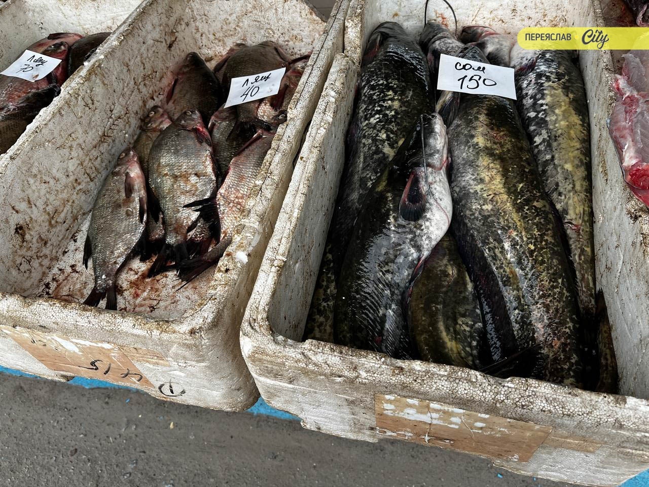 На базарі у Переяславі продавали саджанці плодових дерев по 150-250 гривень