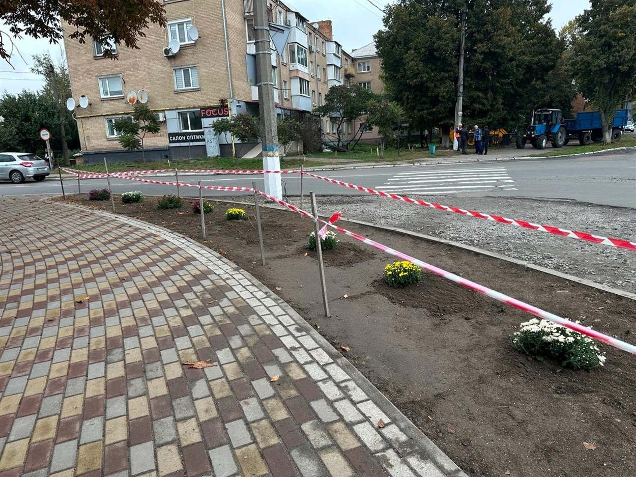 Молодий газон перекопали і посадили хризантеми 