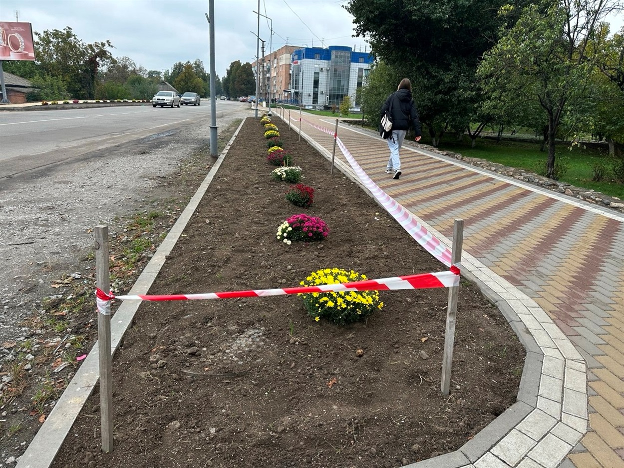Молодий газон перекопали і посадили хризантеми 