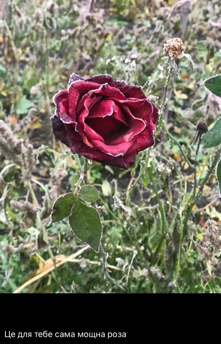 Історія Героя Максима Яроша