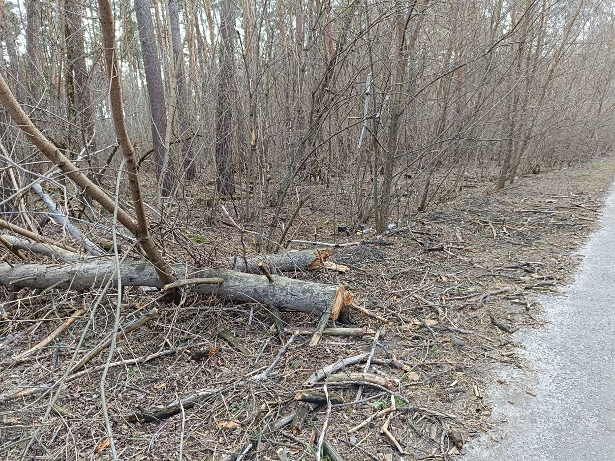 Повалене гілля та сухостій у лісі біля Вовчкова на Переяславщині. Березень  2025 р. 