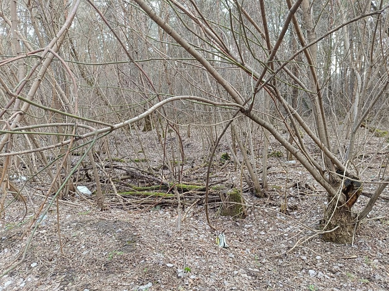 Повалене гілля та сухостій у лісі біля Вовчкова на Переяславщині. Березень  2025 р. 