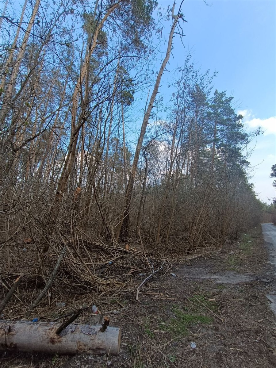«Дрова в лісі гниють, а людям узяти не можна»: депутати про можливість заготівлі сухостою населенням