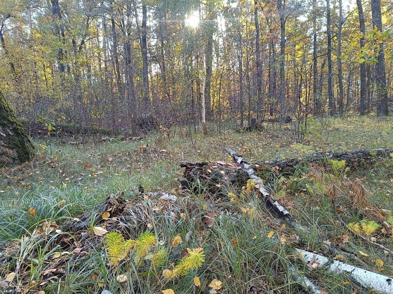Повалений сухостій в лісах Переяславщини. Жовтень 2025 р. 