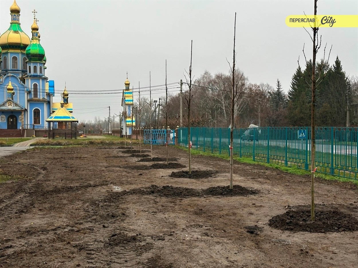 Комунальники посадили перед Переяславською гімназією №4 в мікрорайоні Підварки 10 сакур