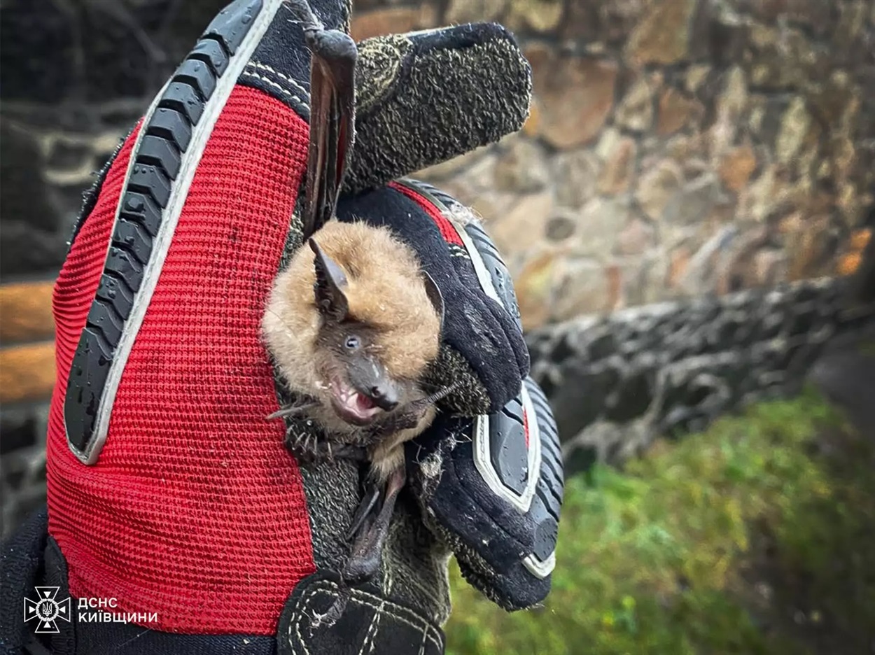 кажан залетів у будинок що робити 