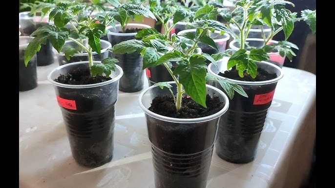 Місячний посівний календар на лютий 2026 року