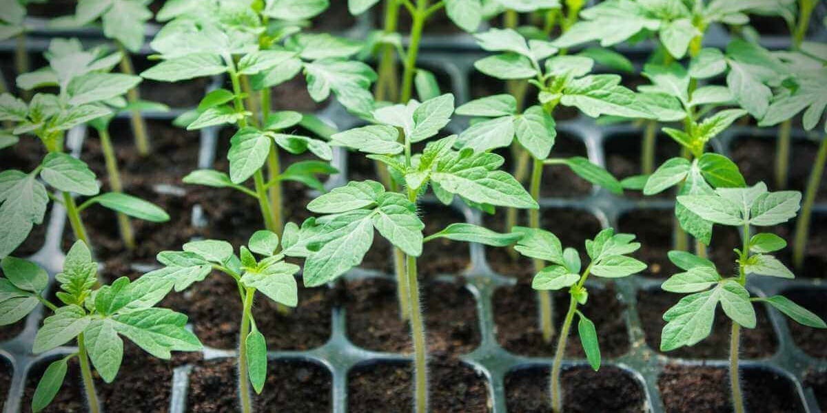 коли сіяти помідори на розсаду 2026