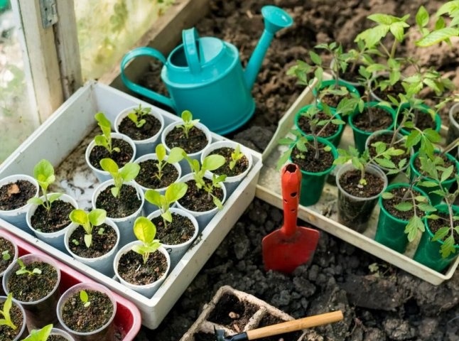 посівний календар на березень 2026 коли сіяти розсаду