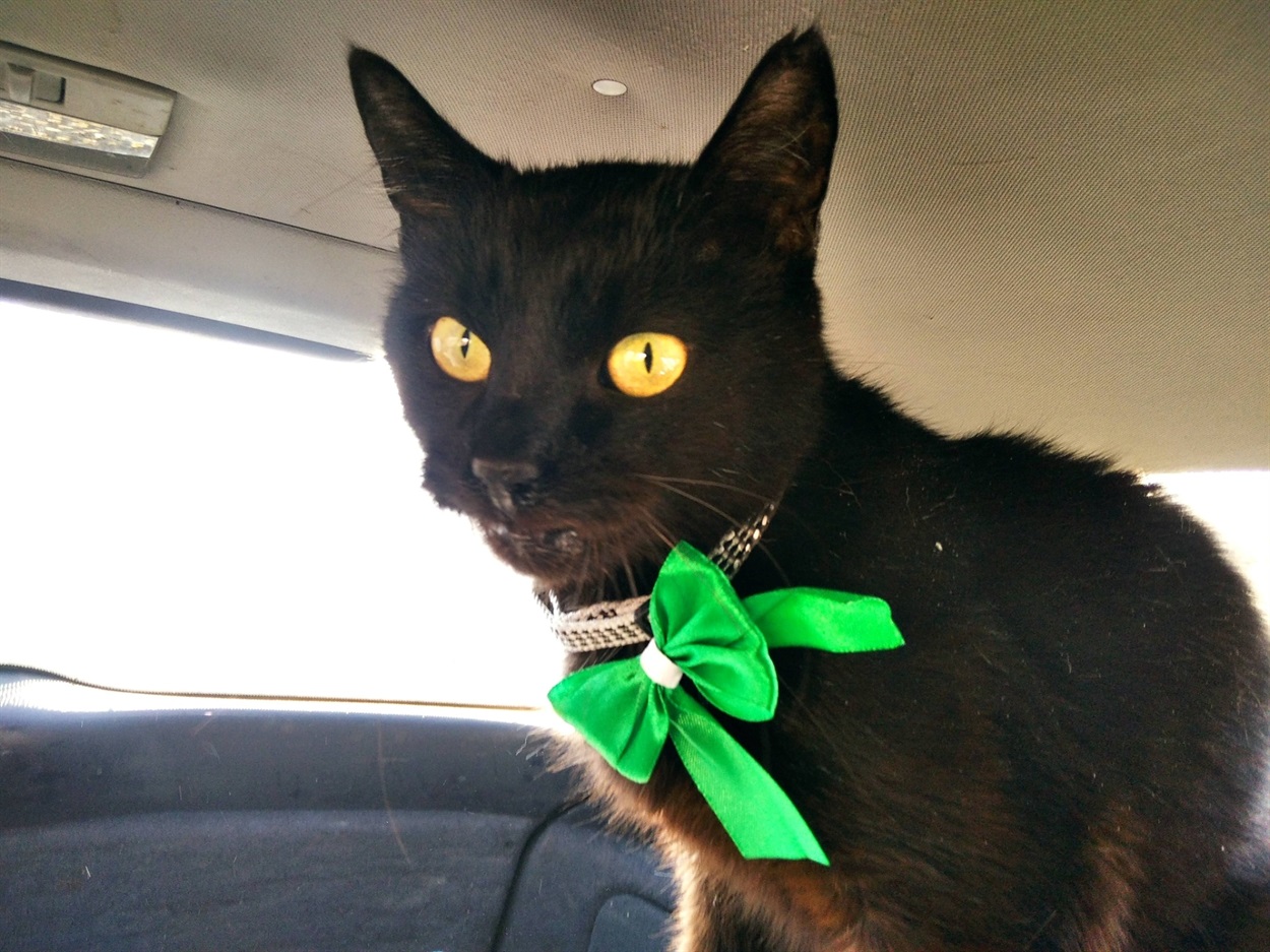 Чорний красунчик з весняним бантиком