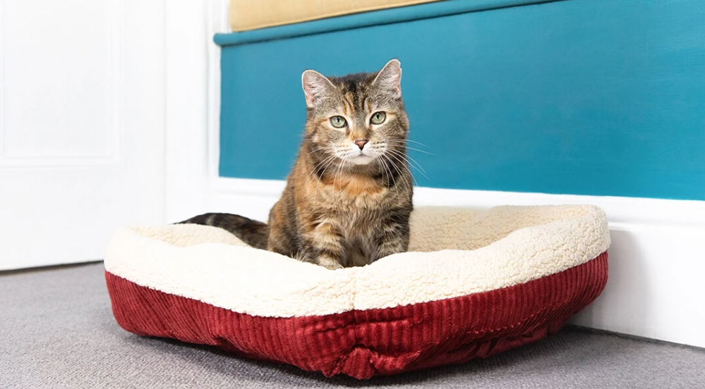 Чому ваш кіт ігнорує дорогий диван і як облаштувати спальне місце, яке він точно полюбить