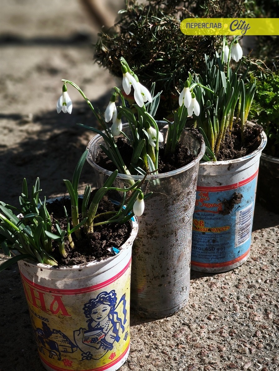 Підсніжники коштували 30 грн.