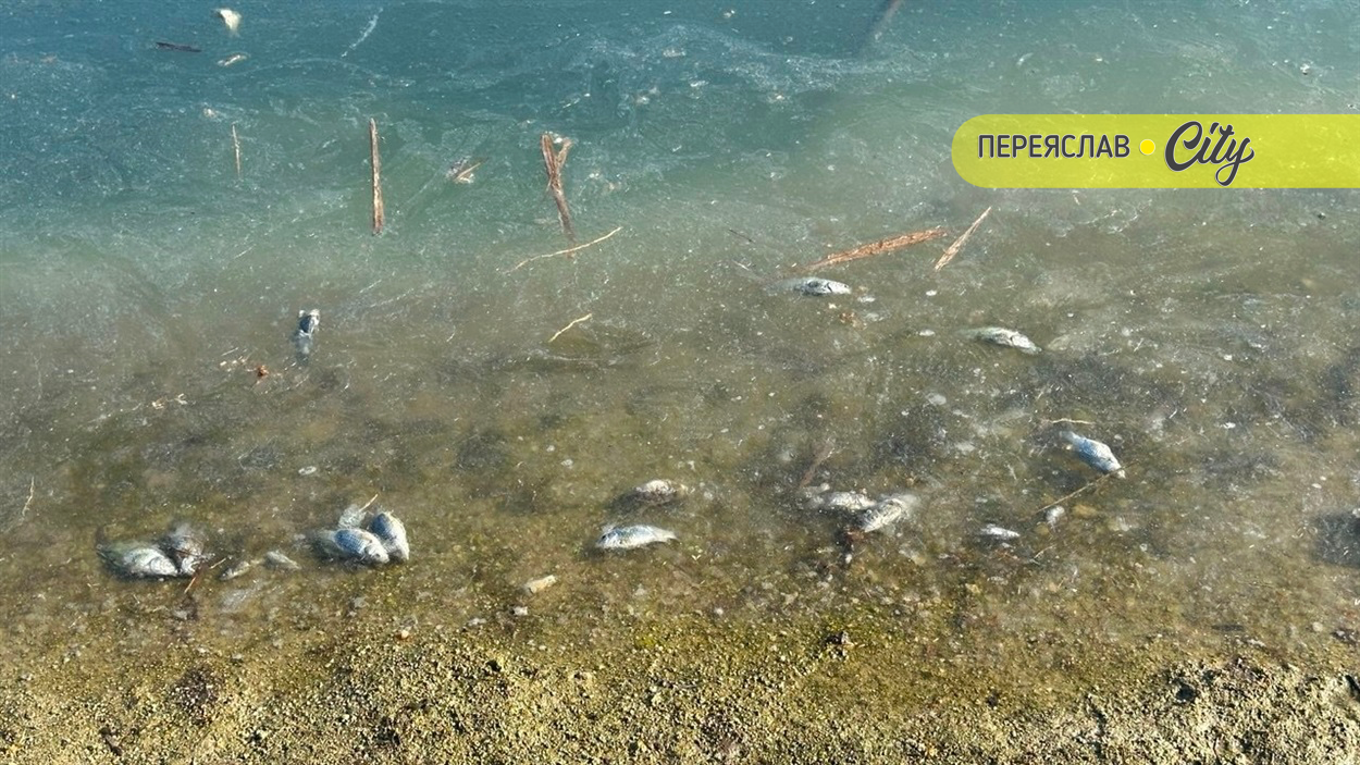 На ставку в межах русла річки Альта в Дем'янцях Переяславської громади загинула риба