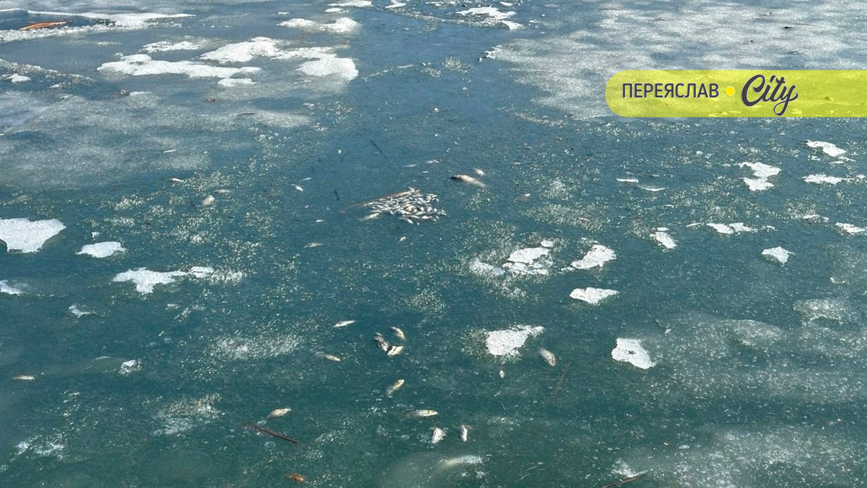 На ставку в межах русла річки Альта в Дем'янцях Переяславської громади загинула риба 