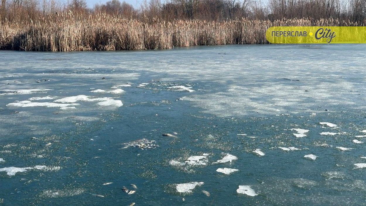 На ставку в межах русла річки Альта в Дем'янцях Переяславської громади загинула риба 