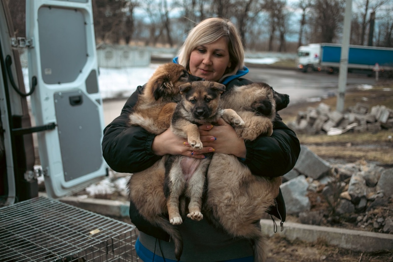 Цуцики з Краматорська, яких по небезпечних дорогах Донабасу команда UAnimals﻿ вивезла далі від обстрілів