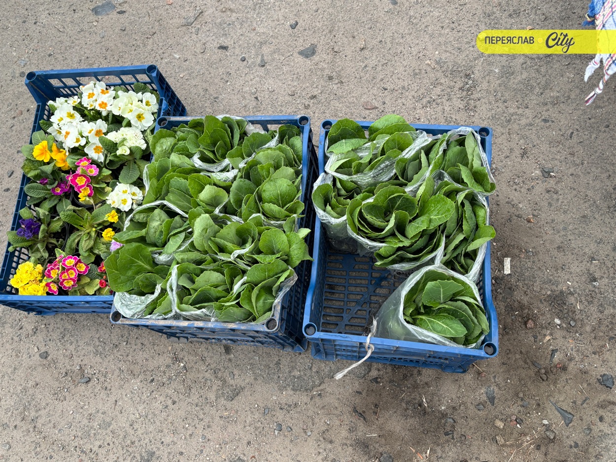 базар у переяславі розсада капусти