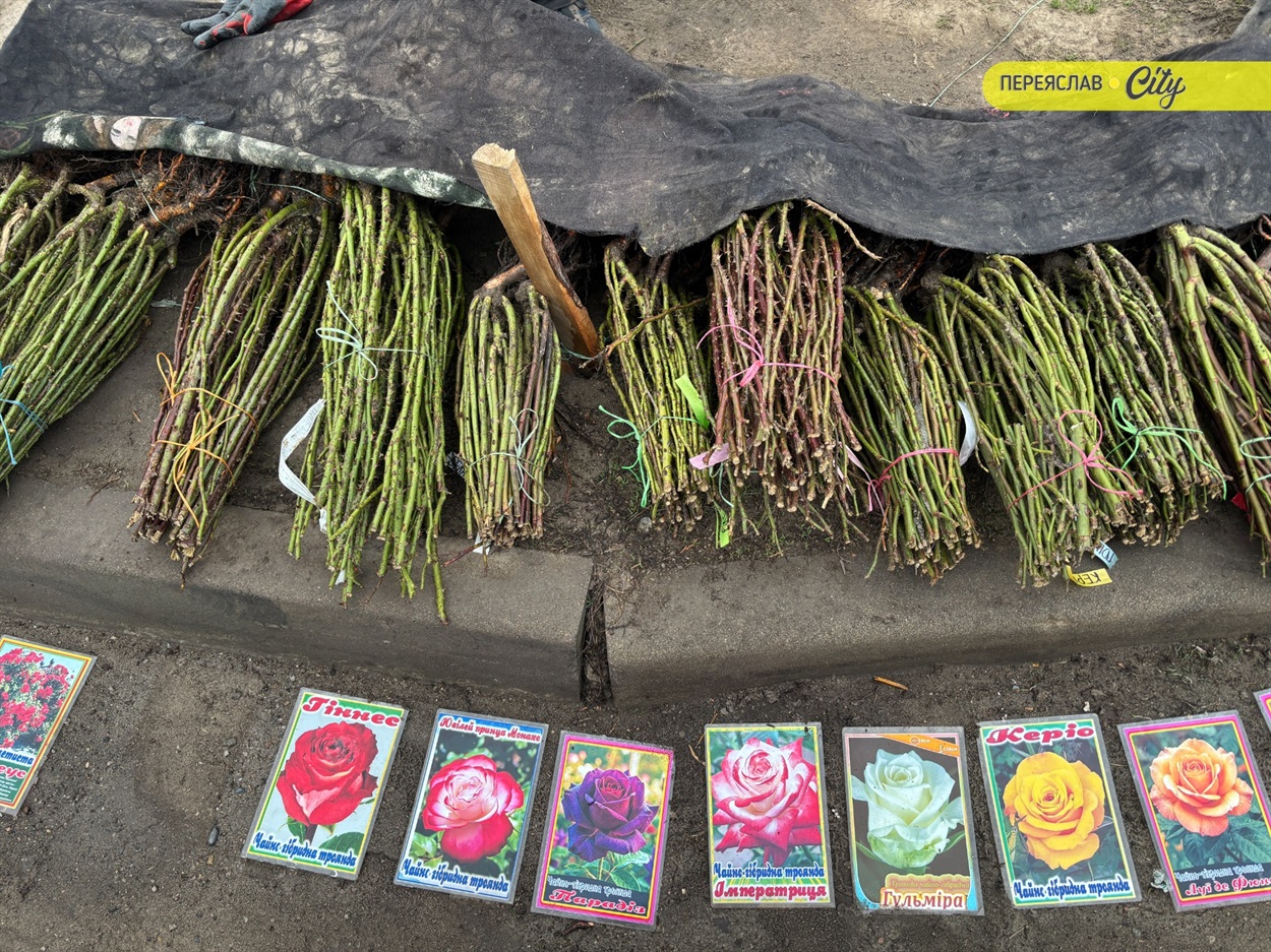базар у переяславі сажанці троянд
