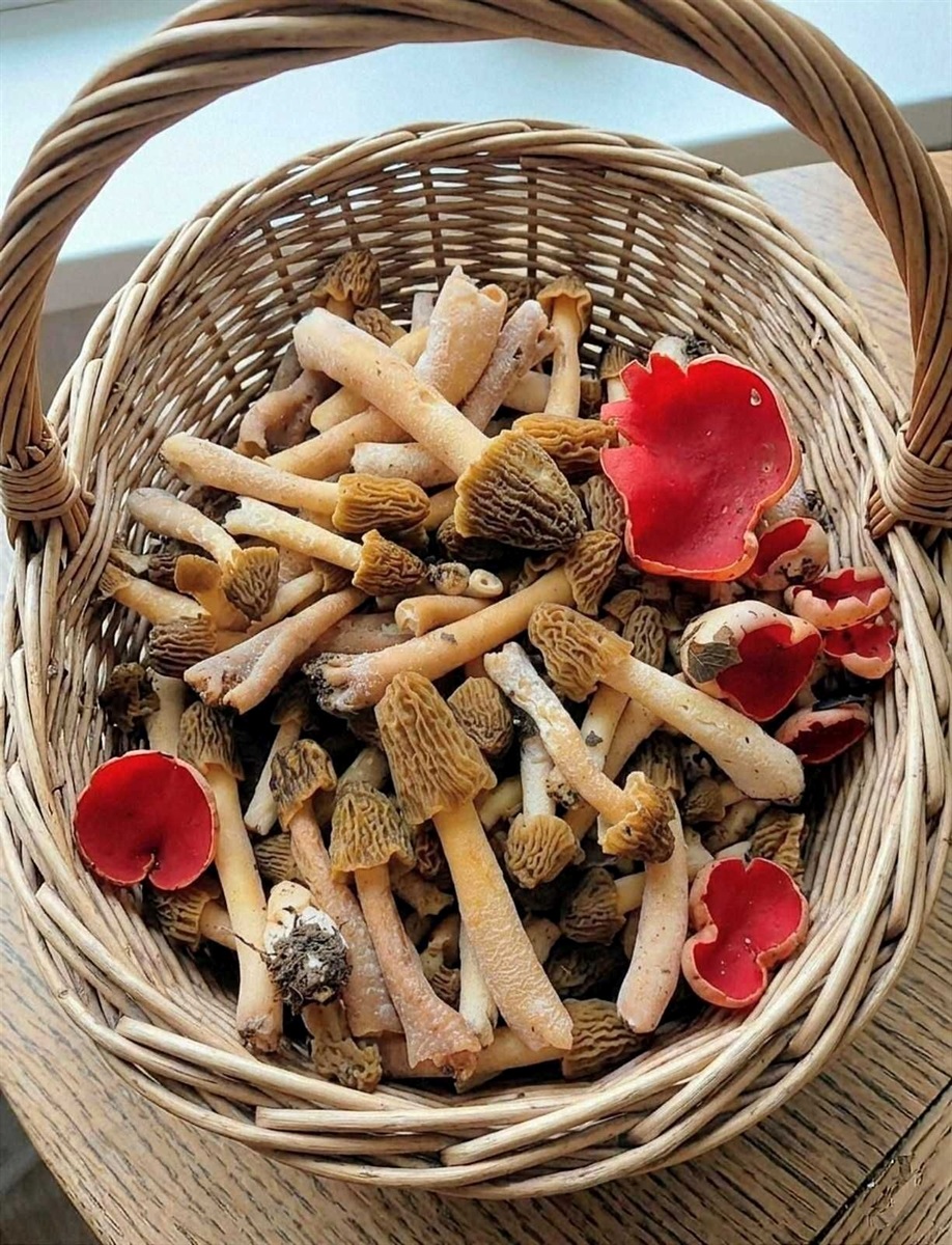 гриби зморшки